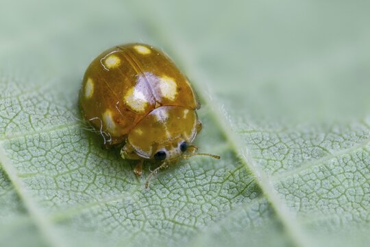 Calvia decemguttata, cream spot ladybird, light ladybird, ten-spot ladybird, ten-spot ladybird, ten-spotted ladybird, beetle, coleoptera, insects, beetles