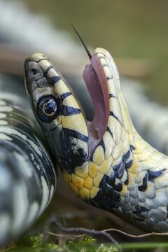 Grass snake, Natrix Natrix, grass snake, startle, thanatosis, death reflex, apparent death, high size, portrait format, reptilia, reptiles, ringed snake, snakes, snakes, water snake