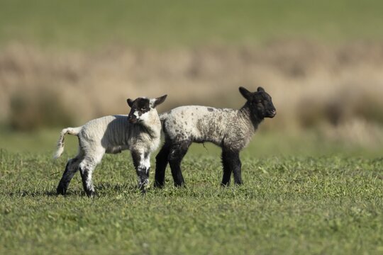 Domestic sheep (Ovis aries) two juvenile baby lambs animals in a grass field, England, United Kingdom
