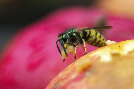 German wasp, real wasp, German wasp, hymenoptera, short-headed wasps, vespula germanica, on apple, on food, on fruit, apple, wrinkled wasps, insects, fruit, wasp, wasp