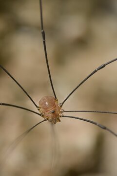 Arachnida, brownback spider kanker, autumn weaver, leiobunum rotundum, opiliones, arachnids, weavers, wire-legged harvestman, high size, portrait format