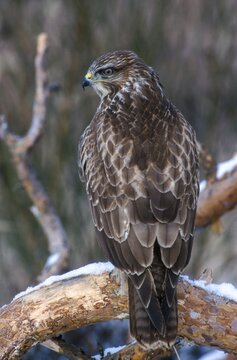 Accipitriformes, Buteo Buteo, buzzard, buzzard, birds of prey, high size, portrait format, raptors, birds, winter