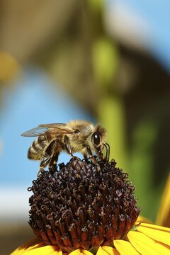European honey bee (Apis mellifera), collecting nectar from a flower of yellow coneflower (Echinacea paradoxa), Wilden, North Rhine-Westphalia, Germany