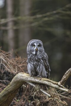 One great grey owl (Strix nebulosa) sitting on the root of a fallen spruce tree