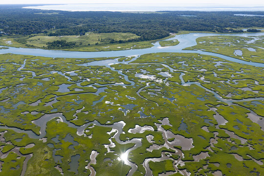 Narrow channels meander through an extensive, sunlit salt marsh in Pleasant Bay, Cape Cod. Marshes provide critical habitat for many birds, fish, and marine invertebrates to feed, mate, and nest.