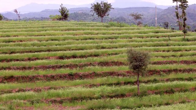 The terraced farm fields on the Konso region of Southern Ethiopia