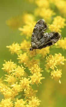 Anthophila Fabriciana, brown spreader wing butterfly, stinging nettle butterfly, common nettle tap, round-fronted moth, spreadwing nettle moth, butterfly, high size, portrait, insects, butterflies, butterflies, butterflies