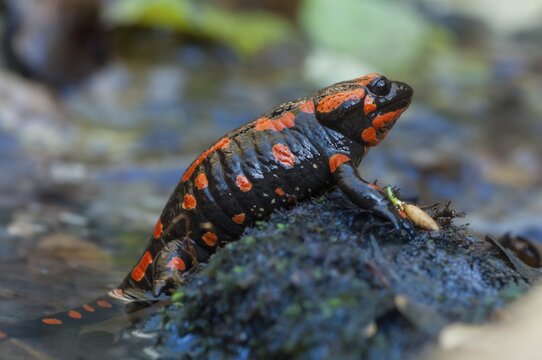 Fire salamander, salamandra salamandra, amphibians, amphibians, caudata, amphibians, amphibians, red, tail amphibians