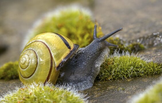Banded snails, cepaea, cepaea nemoralis, grove snail, hornsnail, helicidae, snails, black-mouthed banded snail, gastropods, mollusca, snails, snails, molluscs