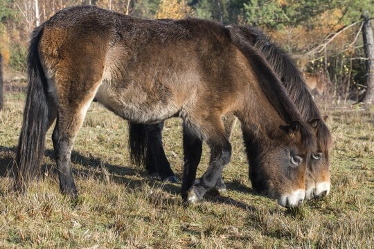 Equus ferus caballus, exmoor pony, Germany, Greiz, horse, odd-toed ungulates, perissodactyla, P&ouml;llwitzer Wald, Thuringia, grazing, domesticated animals, extensive grazing, pet, heather care, horses, house pet, mammals, horses, pony, mammals, unpaired ungulates