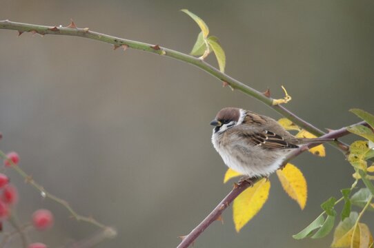 Tree Sparrow, Dog Rose, Passer Montanus, Rosa Canina, Rosaceae, Rose Family, Sparrow, Autumn, Birds, Dog Rose, Flora, Rose Hip, Autumn, Passeri, Plants, Songbirds, Sparrow, Sparrow, Sparrow, Sparrow, Sparrow, Sparrow, Sparrow