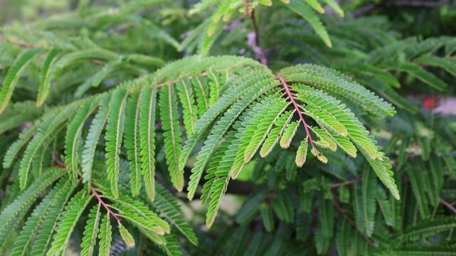 Lush green leaves of an albizia julibrissin tree, also known as the persian silk tree, gently moving in the wind, showing the intricate details of its fern like foliage