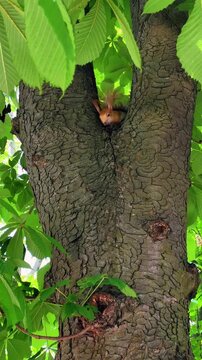 Slow motion squirrel sleeping napping between tree trunks