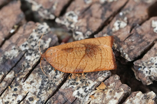 Closeup on a small orange brown Carnation Tortrix micro moth, Cacoecimorpha pronubana