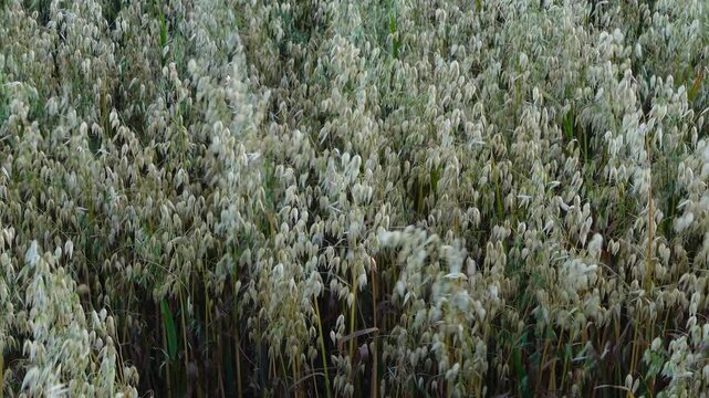 Avena sativa or common oat plants swaying in the wind before the harvest