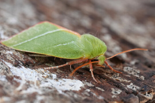 Closeup on a colorful green Silverlines owlet moth, Pseudoips prasinana