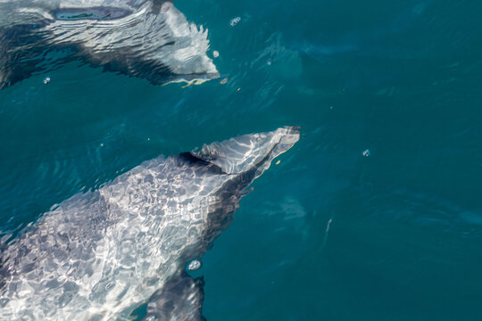 View of Hectors dolphins swimming in the clear blue ocean waters of New Zealand.