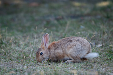 wild hare on the Dutch island of Ameland. European brown hare Lepus europaeus in open grass nature meadow field area. Dutch island wildlife © drew