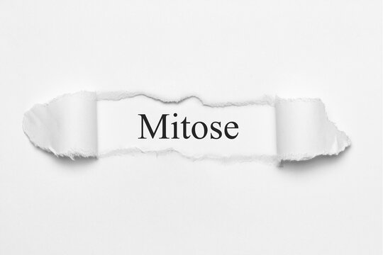 Mitose