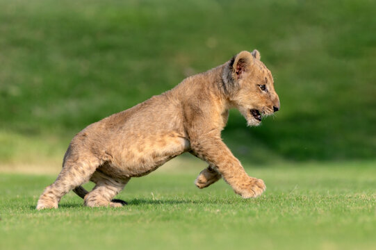 View of a playful lion cub running across a grassy field in Jahanian, Punjab, Pakistan.