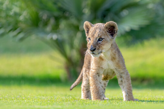 View of a young lion cub standing on a green lawn with a palm tree in the background in Jahanian, Punjab, Pakistan.