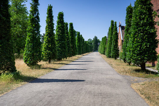Straight alley path lined with columnar fastigiate oak trees (Quercus robur 'Fastigiata') casting shadows in summer