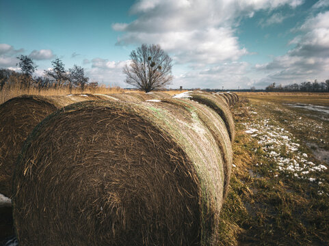 Row of round hay bales on a field with light snow cover under a cloudy blue sky in late winter