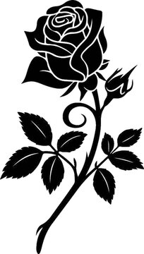 black and white rose
