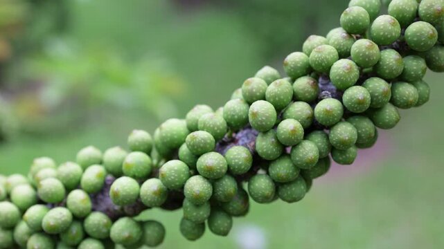 Close up of ficus racemosa, also known as cluster fig, with dense clusters of unripe green fruits growing directly on the woody branch of the tree in an orchard with shallow depth of field