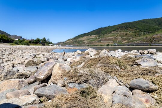 August 2026, Extremes Niedrigwasser am Mittelrhein***Der Rhein bei Trechtingshausen