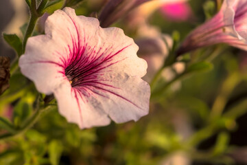  Kwiat petunii (Petunia × hybrida) zachwyca różowo-białymi płatkami, wyraźnie poprzecinanymi głębokimi, purpurowymi żyłkami rozchodzącymi się od środka. Tło tworzą rozmyte zielone liście i inne kwiaty © Grzegorz