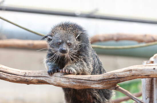 Binturong (Arctictis binturong), also known as the bearcat, in Zoo