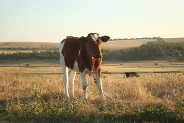 cows grazing in a field © Саша Стоянова