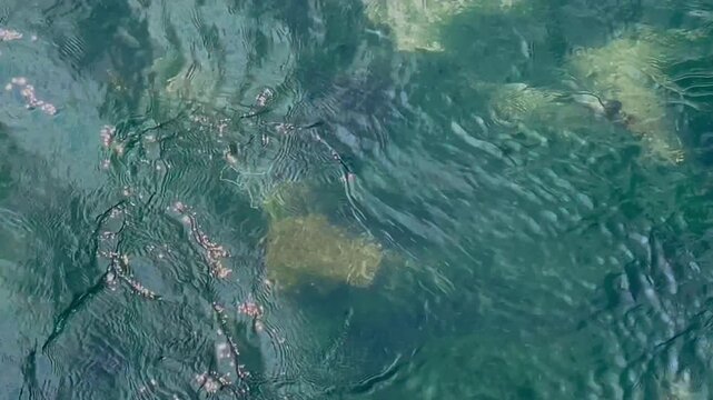 A jellyfish drifting gracefully through clear seawater with gentle ocean currents and rippling waves. Natural marine wildlife scene featuring underwater movement, transparent textures