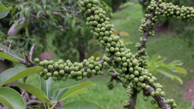 Clusters of small, green, unripe fruit from a ficus racemosa, also known as the cluster fig tree, are growing directly on the woody branches in an orchard with lush foliage