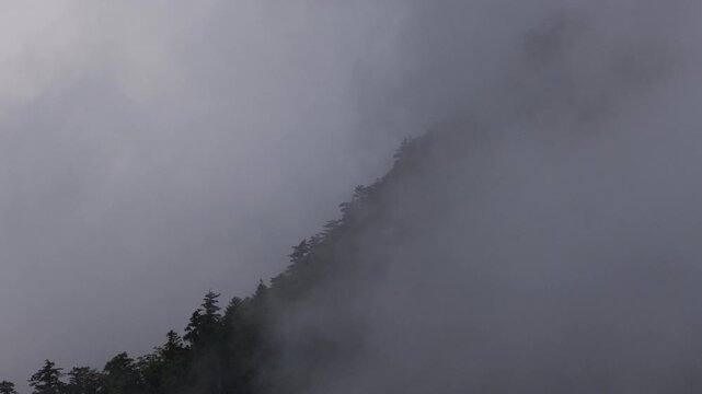Cloud and fog move over forested ridge creating whiteout on mountaintop