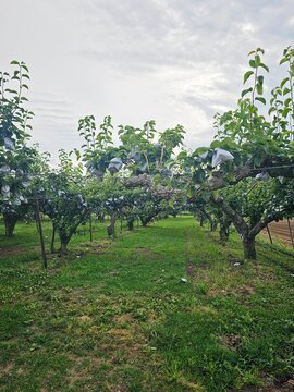 apple tree in spring