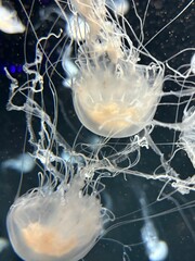 sea nettle jellyfish © Ihsan