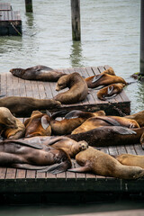 Fototapeta premium Large group of California iconic sea lions (Zalophus californianus) basking, resting, and lounging together on wooden docks at Pier 39 in San Francisco, California, USA. 