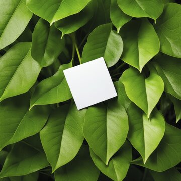 Small white square among lush green leaves, representing freshness and simplicity, AI generated