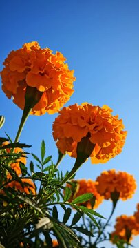Vibrant orange marigold flowers blooming against a clear blue sky in a sunny garden.