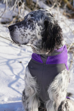 portrait of a male blue belton English Setter of 11 years in winter 