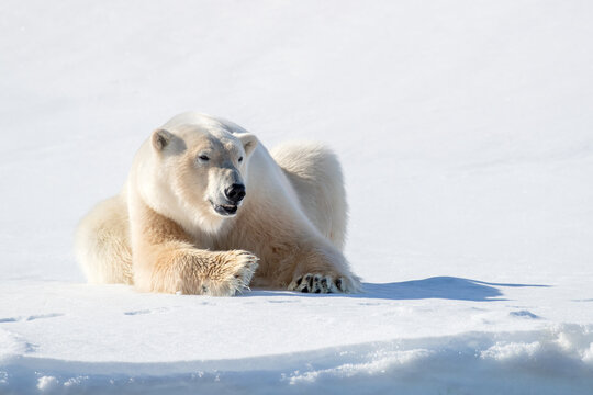 Alert adult male polar bear, Ursus Maritimus, resting on the snow, against bright white background with copy space. Kingsfjorden, Svalbard.