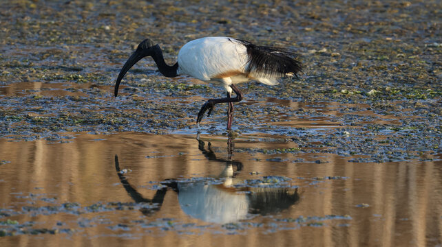 View of an African sacred ibis wading in the shallow muddy waters of the Marais salants de Guerande, with its reflection visible on the surface in Guerande, Pays de la Loire, France.