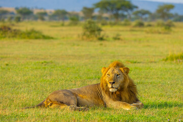 Male lion portrait in the Western Serengeti. Serengeti National Park, Tanzania, Africa. © Yan