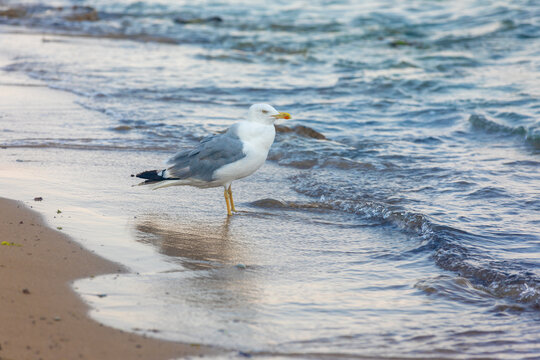Seagull standing at the waters edge on a sandy beach with gentle waves, perfect for coastal, nature, and travel concepts.