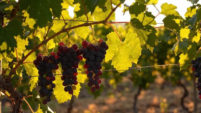 Ripe red grapes hanging on a vine in a sunny vineyard during autumn harvest season.
