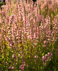 Obraz premium Pink Purple Wildflowers Blooming in Golden Hour Sunset Light