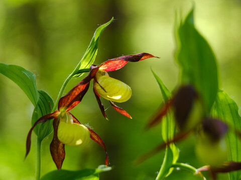 Lady's slipper orchids (Cypripedium calceolus) blooming on the wild forest floor, capturing rare nature conservation and botanical exploration, an outdoor natural escape, Julian Alps, Tarvisio, Italy.