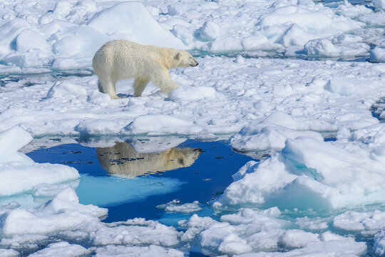 Polar bear (Ursus maritimus) walking on sea ice with water reflection